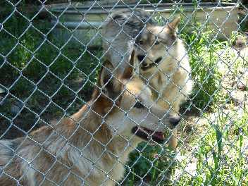 wolves