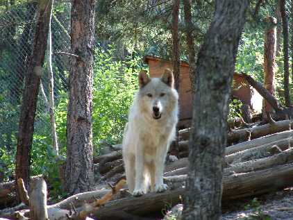 wolf looking at you