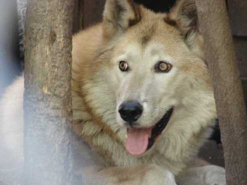 Wolf Dog Puppy. Photo of a wolf