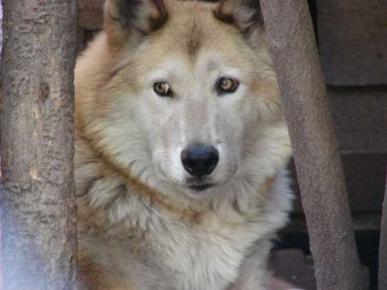 wolf 4