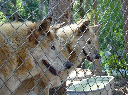 wolves looking thriugh fence