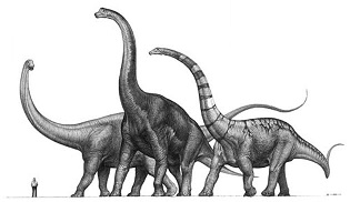 Giant Sauropods