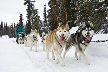 sled dogs