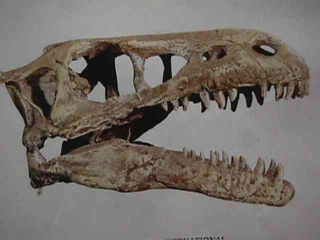 T-Rex skull