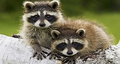 Raccoons