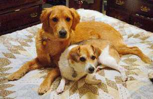 Rosie & Daisy on quilt