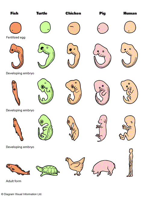 fetal compaisons