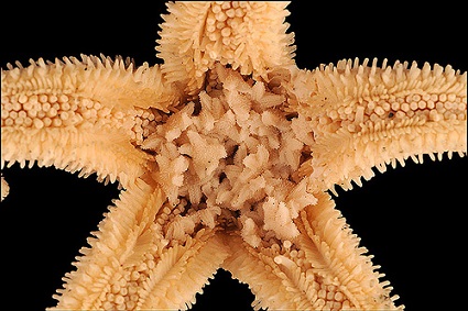 Starfish with babies