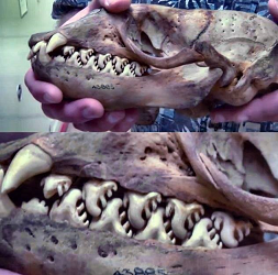 Teeth of Crabeater Seal, a filter feeder, eats krill