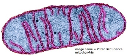 a_mitochondrion.jpg