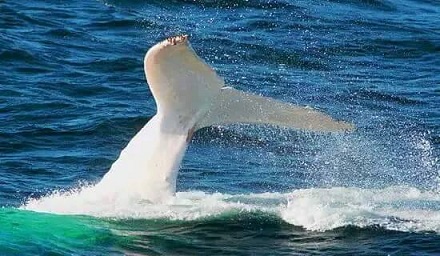 albino humpback 2.jpg