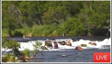 Alaskan bears fishing