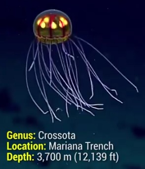 exotic jellyfish