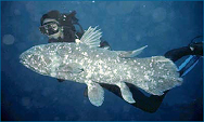 coelacanth3_halfsize.png