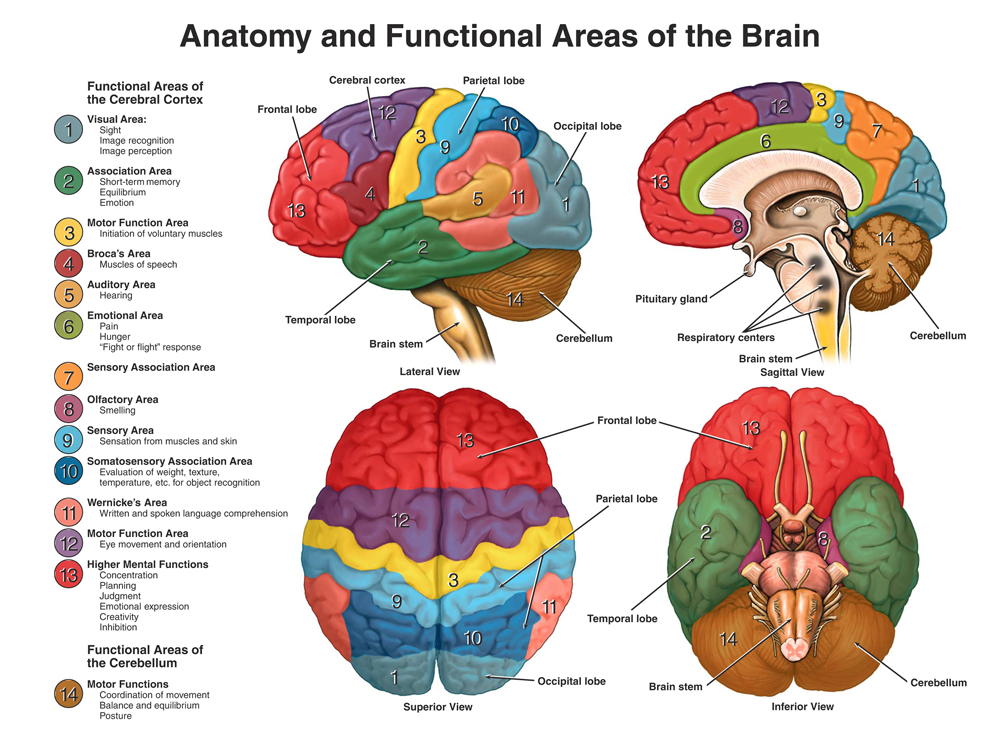 Anatomy and Functional Areas of the BraIn