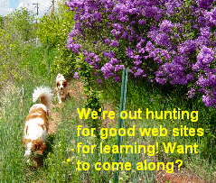 Dogs walking past lilacs in bloom, caragana blooming in background.